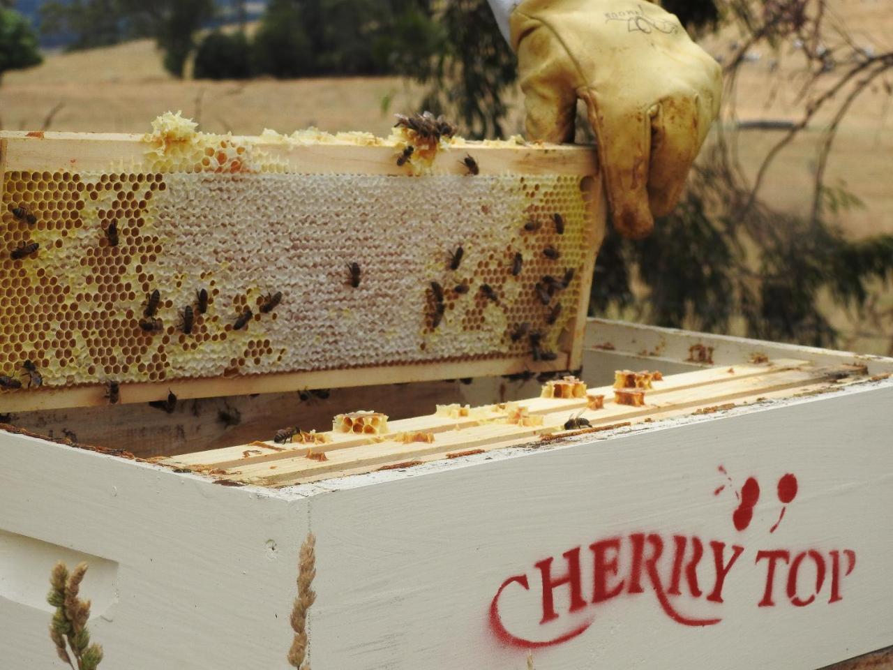 Cherry Top Farmstay - Boutique Eco Village Lilydale エクステリア 写真
